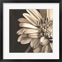 Framed Classical Blooms IV