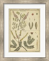 Framed Antique Ferns II