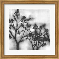 Framed Silvery Trees I