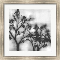 Framed Silvery Trees I