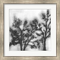 Framed Silvery Trees II