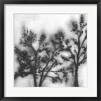 Silvery Trees II Framed Print