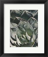 Framed Agave I