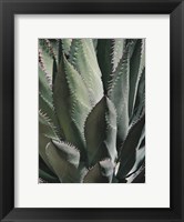 Framed Agave II