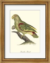 Framed Paradise Parrot