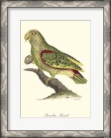 Framed Paradise Parrot