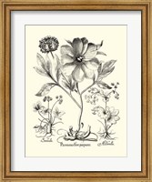 Framed Black and White Besler Peony II