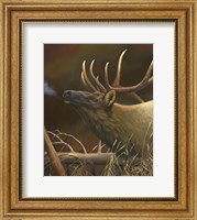 Framed Elk Portrait I