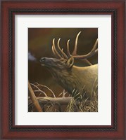 Framed Elk Portrait I