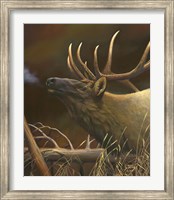 Framed Elk Portrait I