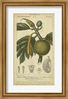 Framed Exotic Botanica IV