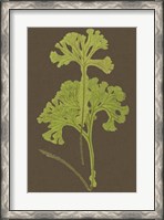 Framed Ferns on Linen II