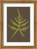 Framed Ferns on Linen IV