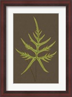 Framed Ferns on Linen IV
