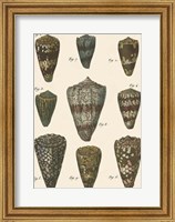 Framed Cone Shell pl. 318