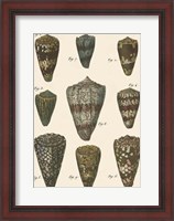 Framed Cone Shell pl. 318
