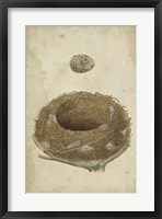 Bird's Nest Study I Framed Print