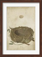 Framed Bird's Nest Study II