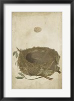 Framed Bird's Nest Study II