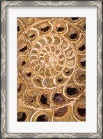 Framed Ammonite I