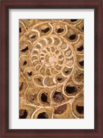 Framed Ammonite I