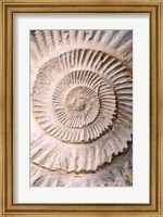 Framed Ammonite II