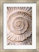 Framed Ammonite II