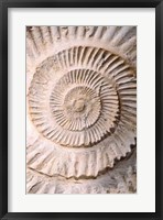 Ammonite II Framed Print