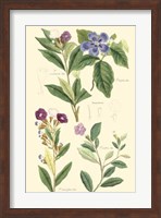 Framed Botanical I