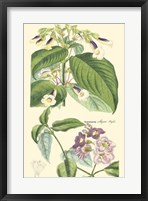 Framed Botanical II