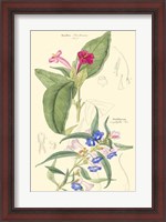 Framed Botanical IV