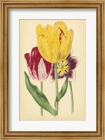 Framed Tulip Array I