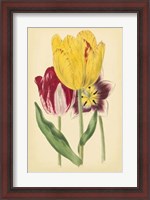 Framed Tulip Array I