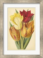 Framed Tulip Array II