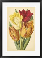 Framed Tulip Array II