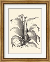 Framed B&W Besler Aloe Americana