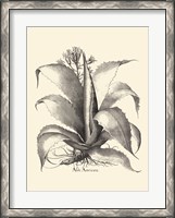 Framed B&W Besler Aloe Americana