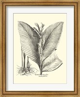 Framed B&W Besler Canna