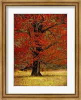 Framed Autumn Oak II