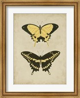 Framed Antique Butterfly Pair I