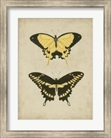 Framed Antique Butterfly Pair I