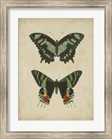 Framed Antique Butterfly Pair II