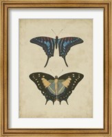Framed Antique Butterfly Pair III