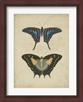 Framed Antique Butterfly Pair III