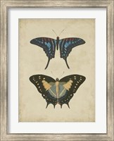 Framed Antique Butterfly Pair III