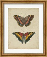 Framed Antique Butterfly Pair IV
