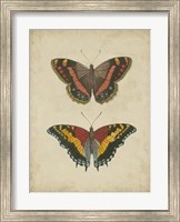 Framed Antique Butterfly Pair IV