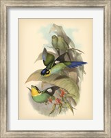 Framed Birds of the Tropics I
