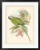 Framed Birds of the Tropics II