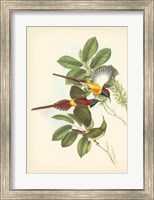 Framed Birds of the Tropics III